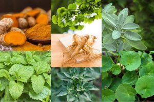 Tips Menanam Tanaman Herbal Di Dapur Minimalis Ciptakan Oase Hijau Penuh Aroma